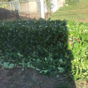 Récupération de bois après abattage à Neuvic.
